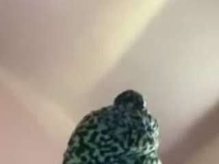 prettypssyebony nude in hot Live Sex Chat